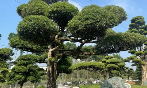 Tùng La Hán gắn liền với sự quý tộc