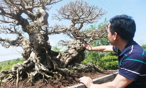 Sanh cổ Song Long Tọa Thạch: Hình mẫu của một tác phẩm cây cảnh nghệ thuật kinh điển