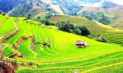 Sắc vàng Tây Bắc