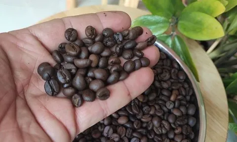 Mua cà phê nguyên chất giá sỉ - Sản phẩm tươi ngon từ nguồn gốc đáng tin cậy